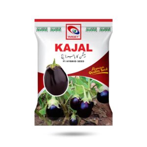 Kajal Brinja Hybrid Seed (Oval Shape)